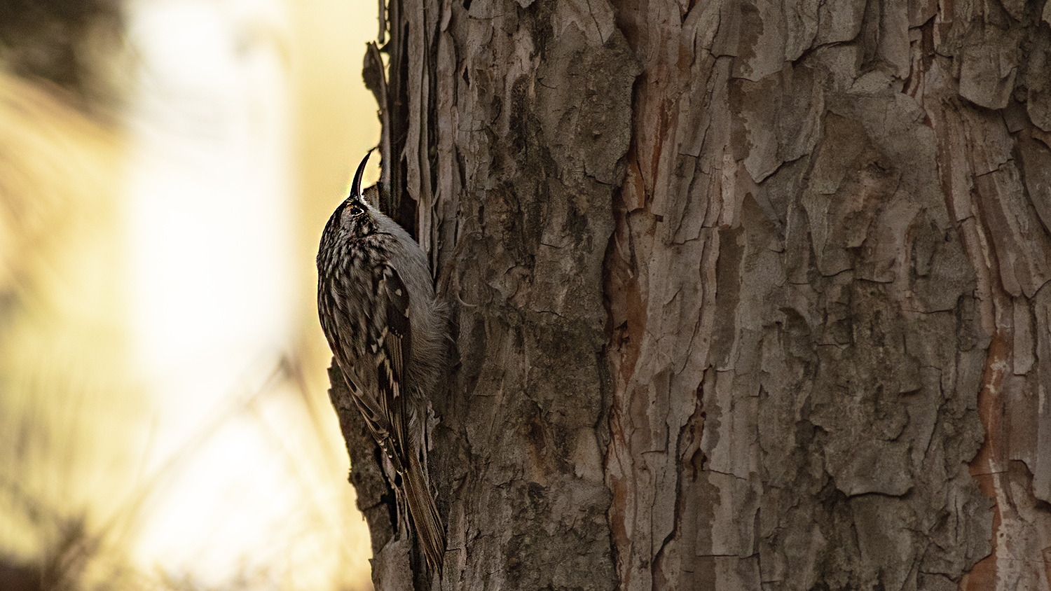 Short-toed Treecreeper